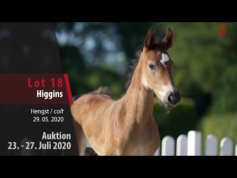 Westfälische Online Auktion 23. - 27. Juli: Lot 18 Higgins Hengst v. Hickstead White - Cornado I