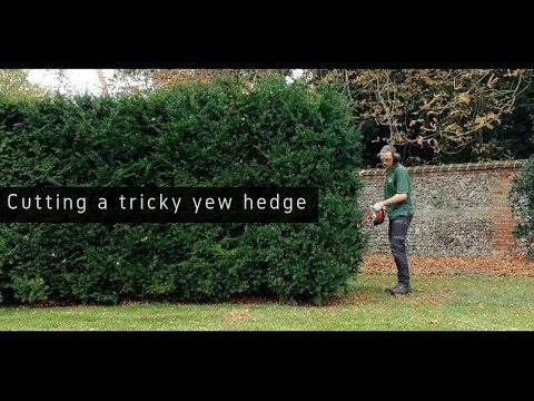 download lagu mp3 mp4 Yew Hedge, download lagu Yew Hedge gratis, unduh video klip Yew Hedge