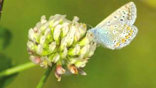 Butterflies Don&#39;t Lie