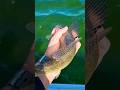 Video Thumbnail for See ya later  walleye #walleye #catchandrelease #shorts
