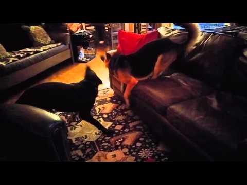 Rudy The Rescued GSD has a breakthrough moment