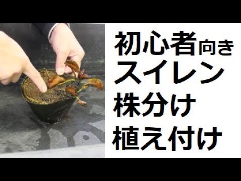 園芸 スイレンチューリップ、カウフマンチューリップ