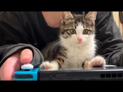 아기고양이 하콩이 모음집