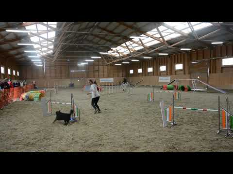 B.Fly Agility Team - TordasZoo Téli Kupa 1. - 2019.11.09. - válogatás