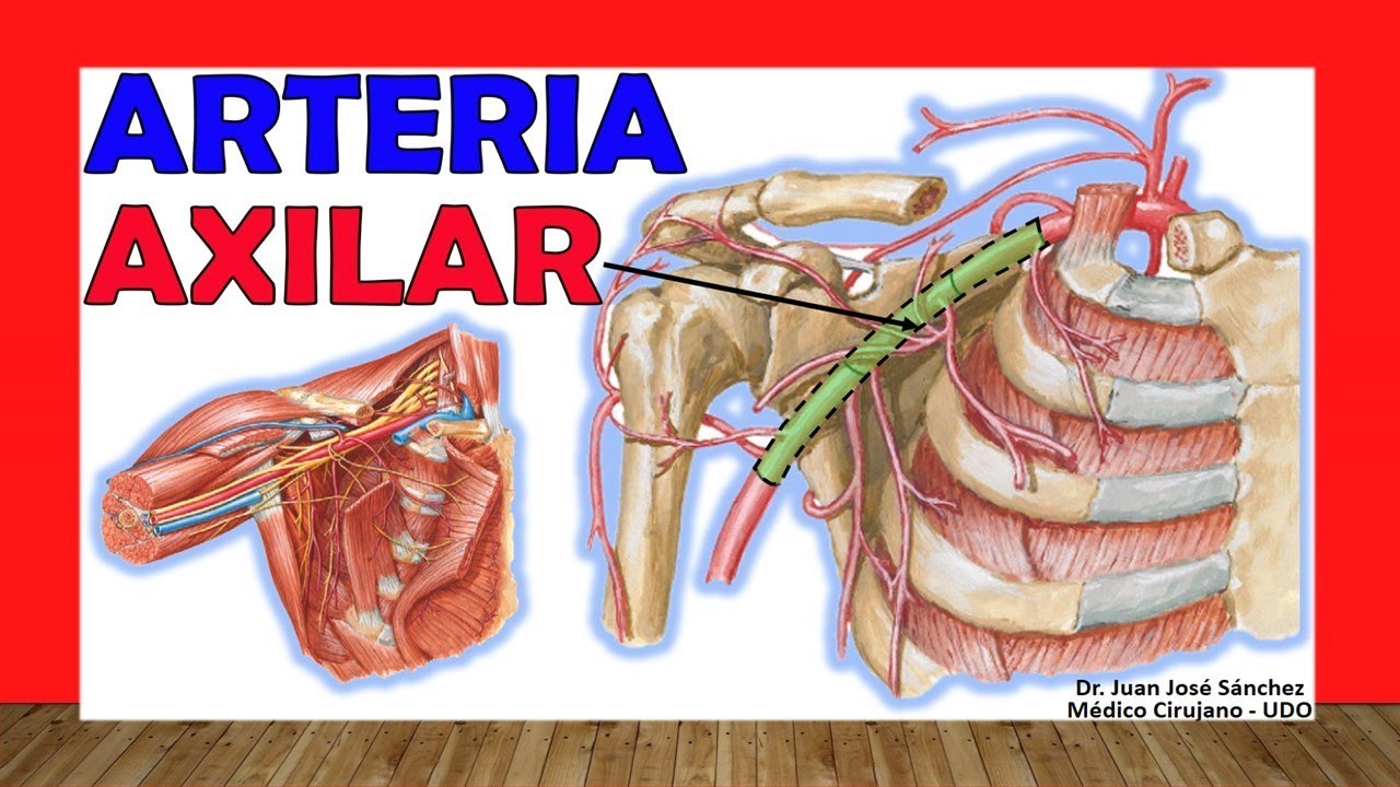 🥇Anatomy of the AXILLARY ARTERY. (Branches, Relationships)
