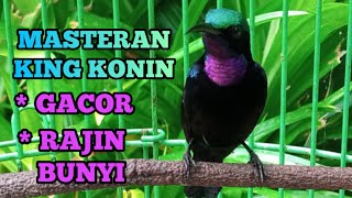 Download lagu HITUNGAN DETIK‼️ KING KONIN/ KOLIBRI RAJA LANGSUNG NYAUT & GACOR,masteran & pancingan cepat gacor mp3