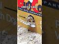 I GAVE my ANTS a BOX of CRICKETS