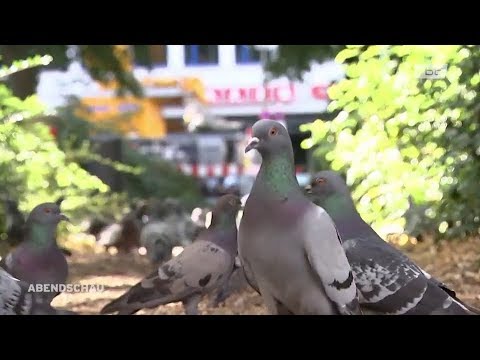 Tauben- und Rattenplage Leipziger Strasse | Berliner Abendschau 27.07.2019
