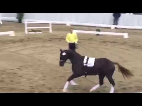 Hannoveraner Körung Prämienhengst von Negro x Christ