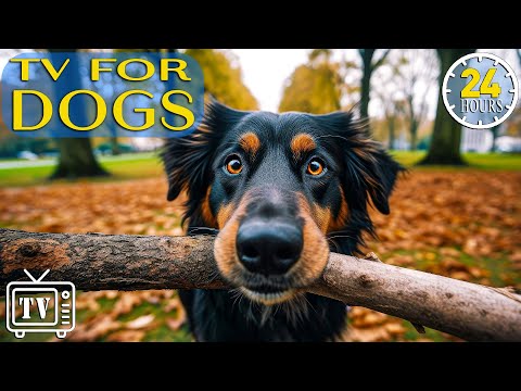 24 Hours of Music for Dogs: TV For Dogs & Relaxation Tones to Calm Anxiety and Stress Relief For Dog