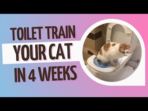 Cat toilet training: How long does it take to train your cat?