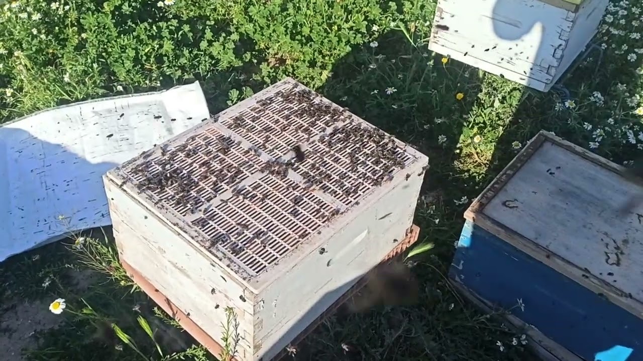 احذر ان يضيع منك العسل هذه السنة