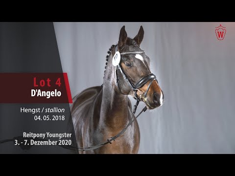 Auktion Reitpony Youngster Lot 4 D'Angelo Hengst v. Dreidimensional I AT NRW -  Fehkamps Nightley