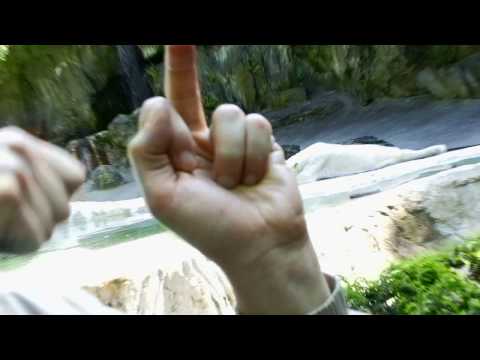 Flipping off Zoo animals