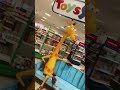 Geoffrey the giraffes comeback