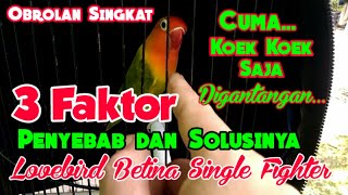 Download lagu Why Your Lovebird Just Chirps at Competitions: Causes and Solutions mp3