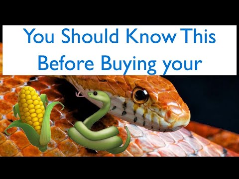 image-Are corn snakes friendly?