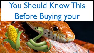 Watch THIS before buying a Corn Snake 🐍!
