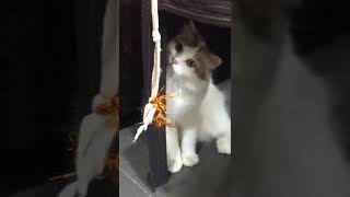 Calico Cats Videos