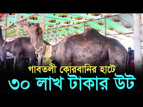 গাবতলী কোরবানির হাটে ৩০ লাখ টাকার উট
