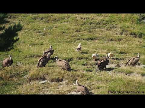 Buitres leonados y Alimoches