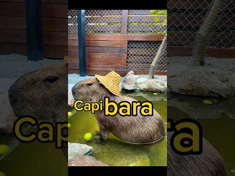 #Capibara #capybara #capivara #cancion #song