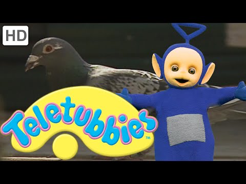 Teletubbies: Grandad's Pigeons - Full Episode