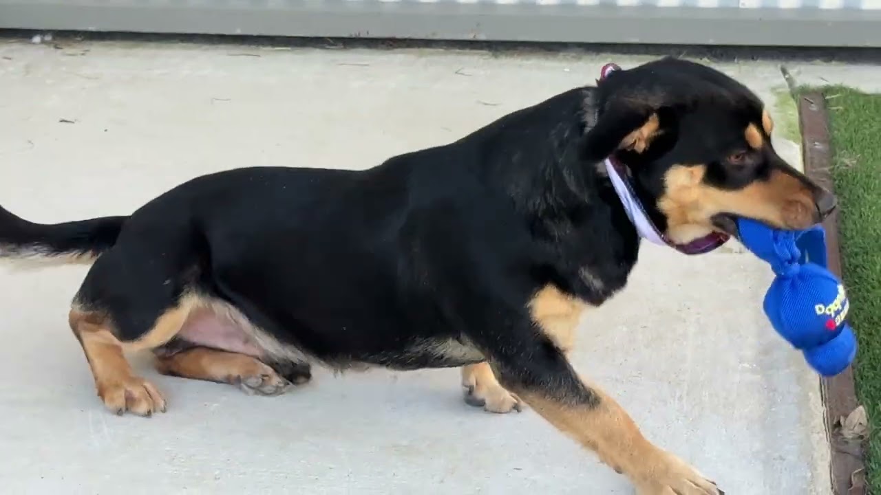 Enlarge Bennett - should be renamed HAMBONE! , a Adoptable mixed breed in San Antonio, TX video 3/3