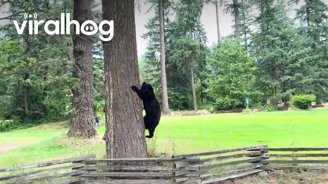 Bear Spotted at Burnaby, Central Park in British Columbia || ViralHog