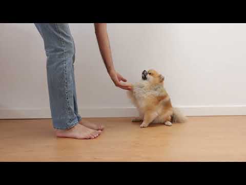 pretty dog #dog #animals