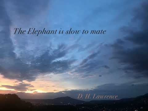 The Elephant is Slow to Mate by D. H. Lawrence (poetry reading)