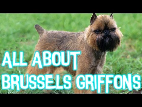 5 Facts About Brussels Griffons