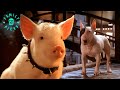 Babe Saves The Bull Terrier Babe Pig In The City