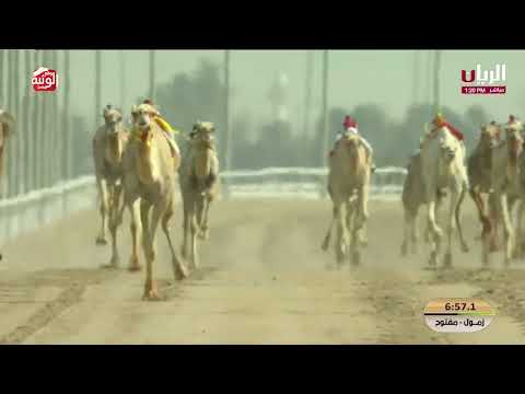  ش 2 (متوج) لـ سيف أحمد العثه العامري 12:32:38 , مهرجان الأمير الوالد 2026/2/11 حول زمول الشحانية 