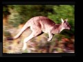 Animal ABCs Wmv