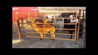 preview picture of video 'winter feeding at Butterfield Alpaca Ranch'