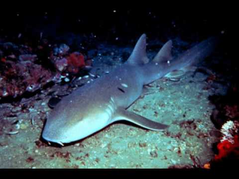 The Shark Week Anthem (Sharks)