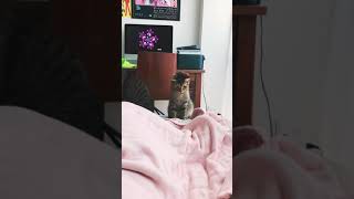 猫と遊ぶ Bitten by a cat （B.B Brown Patched Tabby）