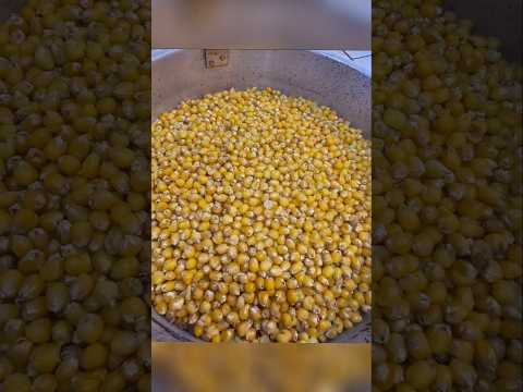 Popcorn Grain Prep for mushrooms