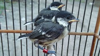 Download lagu Pikat Burung Gelatik Batu Paling Ampuh Dengan Pancingan Suara Anakan Glatik Watu Jamin PANEN Banyak mp3