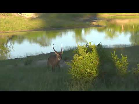 Djuma: Wildebeest herd and Waterbuck bull - 18:14 - 01/22/19