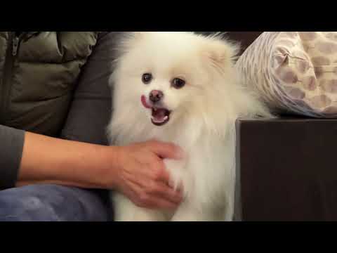 Helping Knut Avoid Getting Upset When His People Hug or Kiss