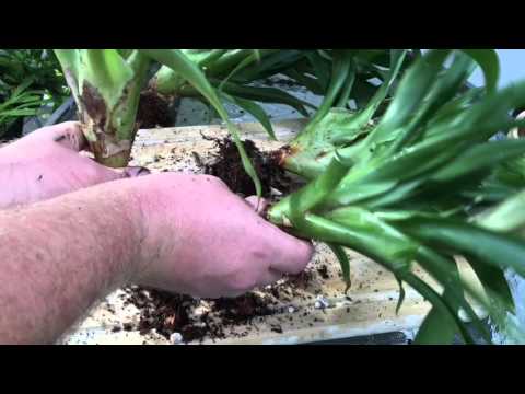 BROMELIAD CARE:  PROPAGATING METHODS BY SEEDS AND DIVIDING PUPS