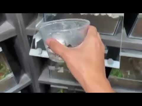 Spider Crawling Up Person's Arm With Guardian Music