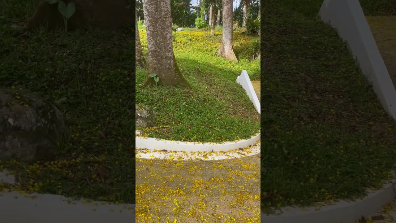 Nature Serenity 🌳#nature #gardenflowers #gardening #landscape #shortsvideo #peace #shorts #home