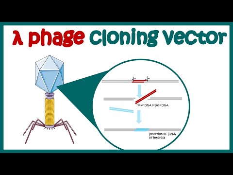 Lambda phage vector |  (lambda cloning vector) | What are the advantages of lambda phage vector?