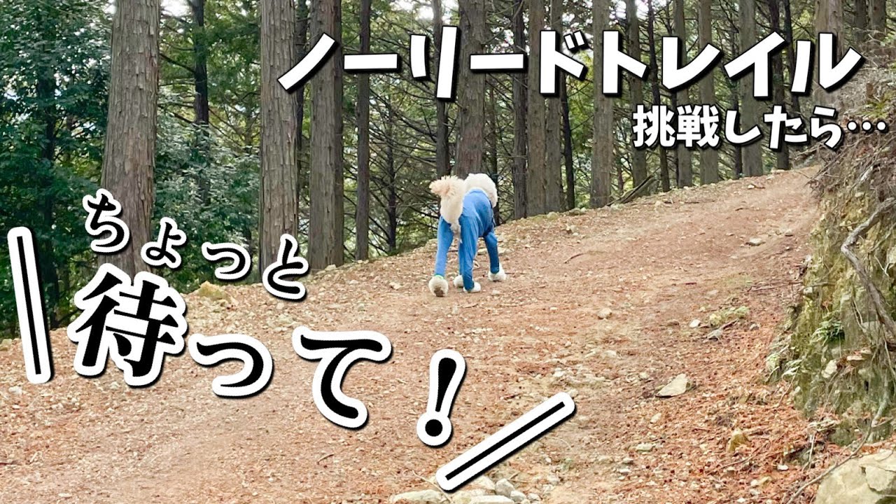 【兵庫】ノーリードOK山道・関西最大級ドッグラン！GRCは犬のテーマパーク⁉︎超ドッグフレンドリーすぎてたまげた…