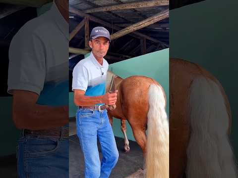He is preparing his horse for a race competition.