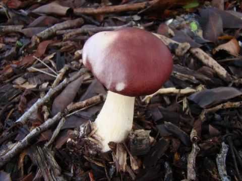 Australian Fungi And Mushrooms Part 2. & 5 Original Songs.