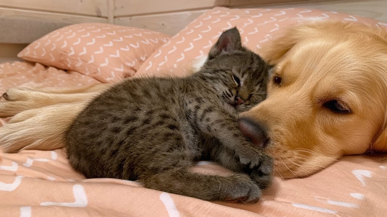 Baby Bobcat Grew Up With A Dog. Years Later, It Brought Him Surprises!